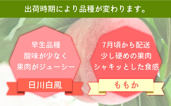 【2025年6月〜発送】どちらが届くかはお楽しみ！温室桃 約1kg / 日川白鳳 or ももか / 桃 もも フルーツ 果物 / 南島原市 / 川田農園 [SAP002]