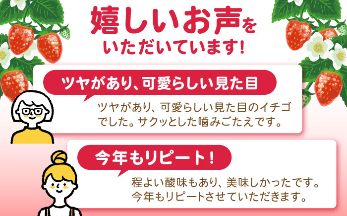 南島原産 いちご 「恋みのり」約250g×2P / イチゴ 苺 フルーツ 果物 / 南島原市 / あゆみfarm [SFF006]