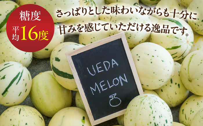 【2026年3月下旬〜発送】しらかばメロン 5玉〜8玉 約5kg / メロン めろん 果物 フルーツ / 南島原市 / うえだメロン園 [SAD009]