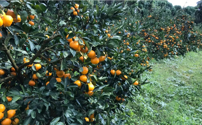 【2025年10月下旬〜発送】温州みかん 10kg / みかん ミカン 蜜柑 フルーツ 果物 / 南島原市 / 蜜柑屋まつお [SCQ002]