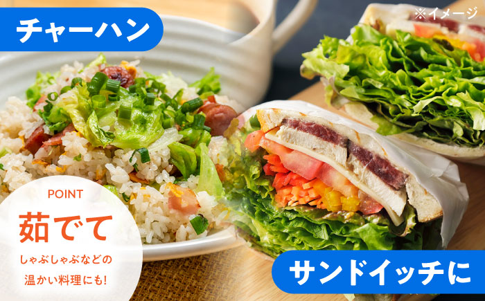 【2026年12月～発送】レタス 約8kg（12～14玉）/ れたす 野菜 やさい / 南島原市 / 株式会社松尾青果 [SGU005]