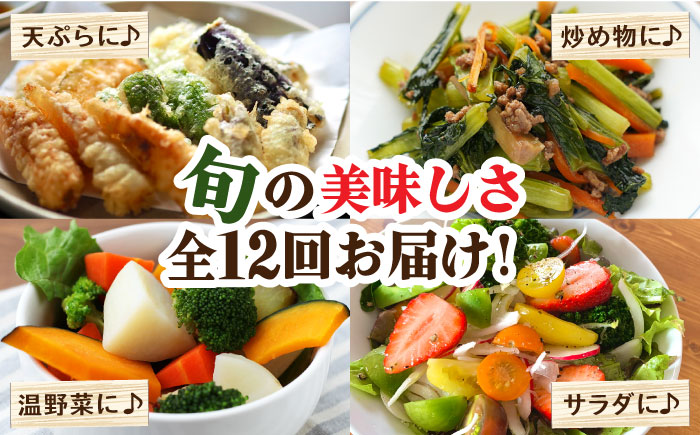 【12回定期便】野菜定期便 キノコをセット「12回（毎月）」お届け 10品目以上 詰め合わせ 12回  / 定期便 野菜 やさい 春野菜 夏野菜 秋野菜 冬野菜 旬 / 南島原市 / 吉岡青果 [SCZ007]