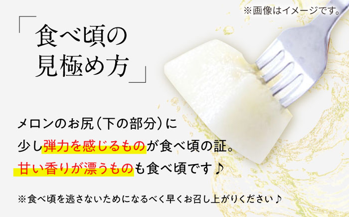 メロン イエローキング 2箱 / メロン めろん フルーツ 果物 / 南島原市 / 南島原果物屋 [SCV040]