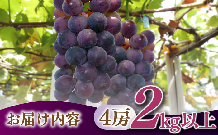 【2025年8月〜発送】【数量限定】【糖度18度以上】巨峰ぶどう 4房 2kg以上 / ぶどう ブドウ 葡萄 巨峰 果物 フルーツ ふるーつ / 南島原市 / ミナサポ [SCW073]