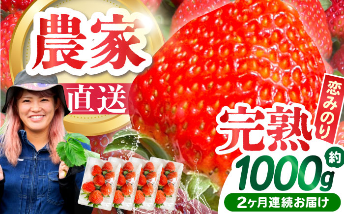 【2027年3月 初回発送】【2回定期便】南島原産 いちご 「恋みのり」約250g×4P / イチゴ 苺 フルーツ 果物 / 南島原市 / あゆみfarm [SFF002]