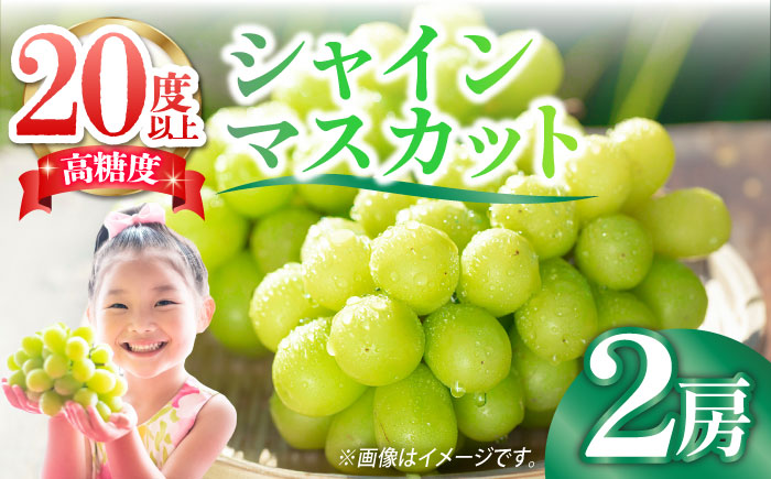 【2026年9月中旬〜発送】【数量限定】【口の中であふれる果汁】大粒 シャインマスカット 2房 1.3kg以上 / ぶどう ブドウ フルーツ 果物 / 南島原市 / 川田果樹園 [SFN001]
