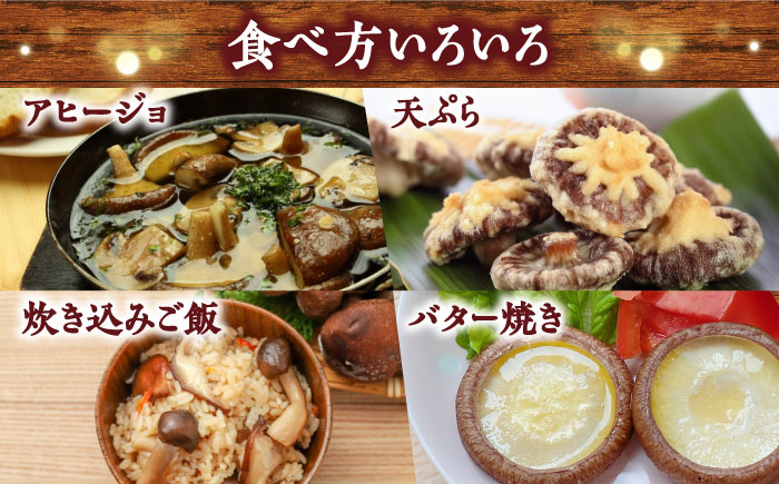 肉厚生椎茸 秀品15枚セット / 生しいたけ 生シイタケ きのこ キノコ 茸 / 南島原市 / サンエスファーム [SBX001]