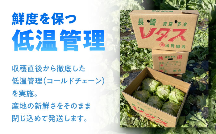 【2026年12月～発送】レタス 約8kg（12～14玉）/ れたす 野菜 やさい / 南島原市 / 株式会社松尾青果 [SGU005]