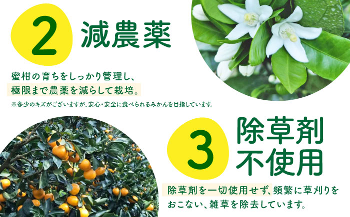 【2026年10月下旬～発送】温州みかん 5kg / みかん ミカン 蜜柑 フルーツ 果物 / 南島原市 / 蜜柑屋まつお [SCQ001]