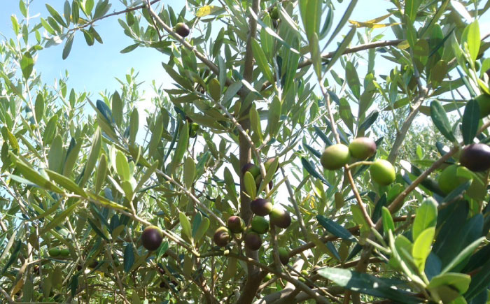 【地元産のオリーブ使用】 オリーブ の マドレーヌ 10個入り / 焼き菓子 焼菓子 スイーツ スペイン菓子 / 南島原市 / 吉田菓子店 [SCT047]