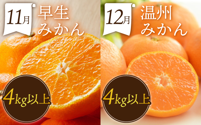 【12回定期便】フルーツ定期便 果物屋が選ぶ旬のフルーツ いちご メロン びわ みかん 梨 柿 ぶどう など / 果物定期便 フルーツ 定期便 果物 春フルーツ 夏フルーツ 秋フルーツ 冬フルーツ / 南島原市 / 贅沢宝庫 [SDZ023]