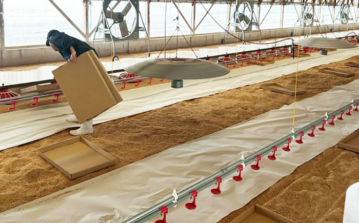 雲仙しまばら鶏 モモ肉 1kg / 肉 国産 鶏肉 とり肉 鶏もも肉 鳥もも肉 唐揚げ おかず 冷凍 / 南島原市 / OKファーム [SEK001]