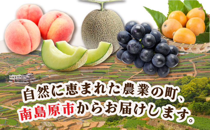 【12回 定期便】季節の果物 詰め合わせ フルーツセット 旬の果物をお任せで2〜3品目お届け  （2〜3品目×12回）  / 果物 セット 南島原市 / 吉岡青果 [SCZ014]