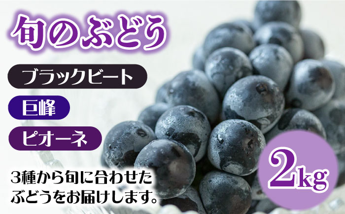 【2025年7月〜発送】先行予約！【２回定期便】南島原産！ぶどう食べ比べ・旬のぶどう（ブラックビート・巨峰・ピオーネのいずれか）・シャインマスカット / 南島原市 / ながいけ [SCH062]