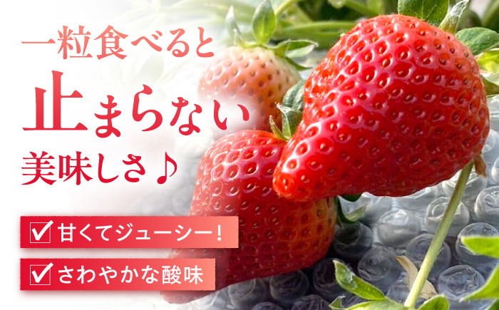 【数量限定】いちご「ゆめのか」 約260g × 4P / イチゴ 苺 フルーツ 果物 産地直送 朝摘み / 南島原市 / O\' Berry! [SGA001]