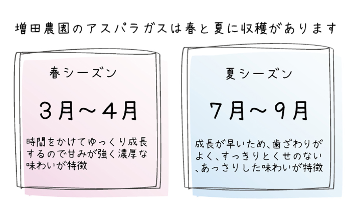 【生で食べられる】スイートアスパラ L〜3L 約1.5kg / アスパラ あすぱら アスパラガス 3L 増田農園 アスパラガス 甘い / 南島原市 / 贅沢宝庫 [SDZ014]