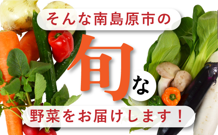 季節の野菜 15種類 セット 旬 産地直送 詰め合わせ / 野菜 やさい 新鮮 野菜セット / 南島原市 / ふるさと企画 [SBA023]