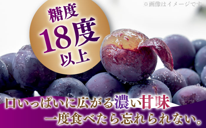 【2025年8月〜発送】【数量限定】【糖度18度以上】巨峰ぶどう 4房 2kg以上 / ぶどう ブドウ 葡萄 巨峰 果物 フルーツ ふるーつ / 南島原市 / ミナサポ [SCW073]