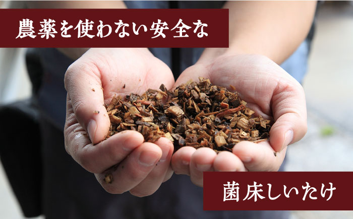 肉厚生椎茸 秀品15枚セット / 生しいたけ 生シイタケ きのこ キノコ 茸 / 南島原市 / サンエスファーム [SBX001]