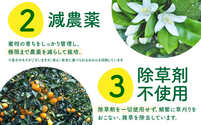 【2026年1月〜発送】青島 温州みかん 10kg / みかん ミカン 蜜柑 甘い フルーツ 果物 / 南島原市 / 蜜柑屋まつお [SCQ003]