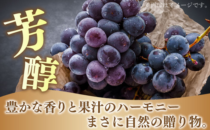 【2025年8月〜発送】【数量限定】【糖度18度以上】巨峰ぶどう 4房 2kg以上 / ぶどう ブドウ 葡萄 巨峰 果物 フルーツ ふるーつ / 南島原市 / ミナサポ [SCW073]