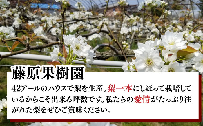 【2025年7月〜発送】【4回 定期便 ！南島原の 梨 を 食べ比べ ！】幸水 豊水 二十世紀 新高 / 梨 なし フルーツ 果物 フルーツ定期便 数量限定 産地直送 期間限定 / 南島原市 / 藤原果樹園 [SBV005]