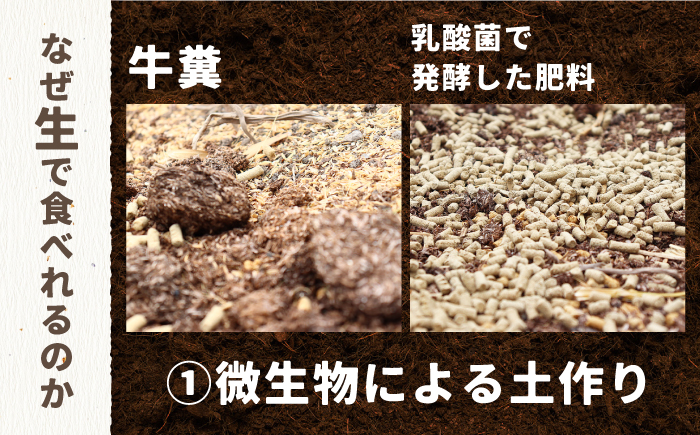 【生で食べられる】スイートアスパラ L〜3L 約1.5kg / アスパラ あすぱら アスパラガス 3L 増田農園 アスパラガス 甘い / 南島原市 / 贅沢宝庫 [SDZ014]