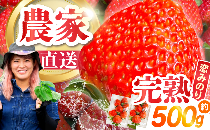 【2026年1月〜発送】南島原産 いちご 「恋みのり」約250g×2P / イチゴ 苺 フルーツ 果物 / 南島原市 / あゆみfarm [SFF006]
