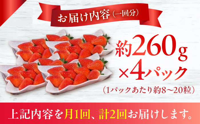 【2回定期便】 【2025年3・4月お届け】【数量限定】いちご「ゆめのか」 約260g × 4P / イチゴ 苺 フルーツ 果物 産地直送 朝摘み / 南島原市 / O' Berry! [SGA003]