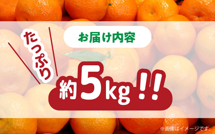 【2024年11月下旬〜発送】【高糖度】 温州みかん 約5kg（傷もの） / みかん 訳あり ミカン 蜜柑 長崎県産みかん 糖度 果物 くだもの フルーツ ふるーつ 旬 家庭用 5kg / 南島原市 / 南島原果物屋 [SCV014]