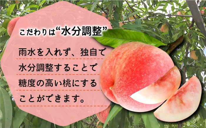 【2025年6月〜発送】どちらが届くかはお楽しみ！温室桃 約1kg / 日川白鳳 or ももか / 桃 もも フルーツ 果物 / 南島原市 / 川田農園 [SAP002]