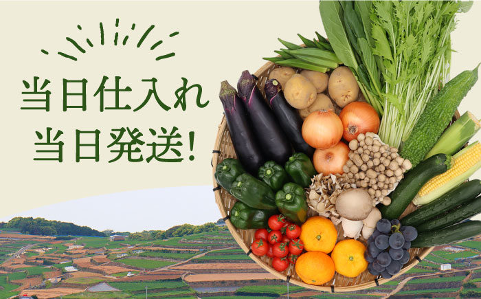 【6回定期便】野菜定期便 フルーツ・きのこをセット 15品目以上 「6回（毎月）」 / 定期便 野菜 やさい 春野菜 夏野菜 秋野菜 冬野菜 旬 / 南島原市 / 吉岡青果 [SCZ002]