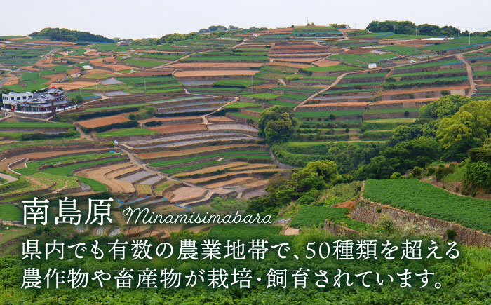 【12回定期便】＜2026年1月〜初回発送＞フルーツ定期便 旬の果物をお任せで2〜3品目お届け（2〜3品目×12回）季節の果物 詰め合わせ 果物 セット / 定期便 フルーツ 果物 春フルーツ 夏フルーツ 秋フルーツ 冬フルーツ /  南島原市 / 吉岡青果 [SCZ014]