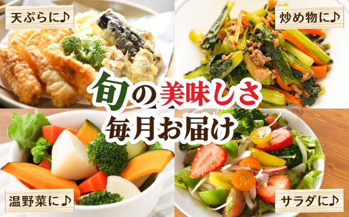 【3回定期便】お試し野菜セット 8品目 詰め合わせ / 野菜 やさい ヤサイ 旬 新鮮 / 南島原市 / 吉岡青果 [SCZ028]