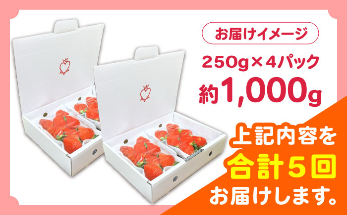 【2027年1月 初回発送】【5回定期便】南島原産 いちご 「恋みのり」約250g×4P /  いちご イチゴ 苺 フルーツ 果物 / 南島原市 / あゆみfarm [SFF004]