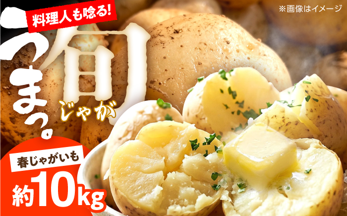 じゃがいも 約10kg 馬鈴薯 春じゃが / ジャガイモ ばれいしょ 野菜 やさい 芋 / 南島原市 / 株式会社松尾青果 [SGU002]
