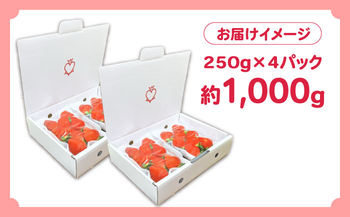 【2026年1月〜発送】南島原産 いちご 『恋みのり』約250g×4パック / フルーツ 果物 イチゴ 苺 / 南島原市 / あゆみfarm [SFF001]