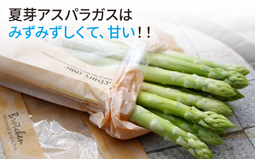 【生で食べれるほどの新鮮さ】夏芽アスパラガス 1.5kg (M・Lサイズ混合) アスパラガス アスパラ 野菜 やさい 新鮮 夏野菜 あすぱらがす あすぱら / 東彼杵町 / はゆっちFarm [BBW001]