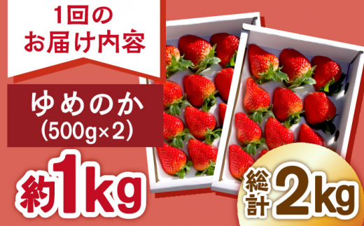 【2回定期便】いちご 計2kg ゆめのか ふるさと納税いちご いちご イチゴ 苺 ゆめのか 産地直送 いちご 定期便 東彼杵町/ファーミライズ株式会社 [BBL005]