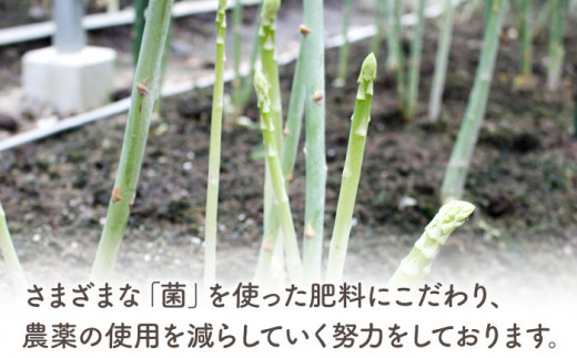 【2025年2月から発送開始】春芽アスパラガス 1kg/MLサイズ あすぱら アスパラ あすぱらがす 春 東彼杵町/はゆっちFARM [BBW008] 