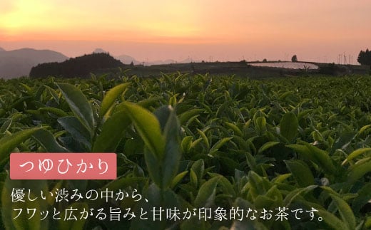 そのぎ茶《茶縁》「つゆひかり」100g×2袋入り 茶 ちゃ お茶 おちゃ 緑茶 りょくちゃ 日本茶 茶葉 東彼杵町/東坂こくまる商店 [BCL002] 