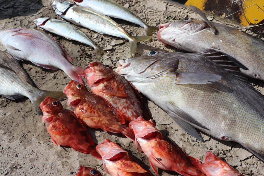 釣り船 大村湾 フィッシング チケット 1枚 4名様まで [東彼杵町観光協会 長崎県 東彼杵町 hs42bag720001] 釣り 初心者