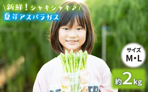 【生で食べれるほどの新鮮さ】夏芽アスパラガス2kg (M・Lサイズ混合) アスパラガス アスパラ 野菜 新鮮 夏野菜 東彼杵町/はゆっちFarm [BBW019]