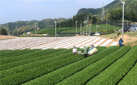 そのぎ茶 「郷山の茶」80g×3袋入り 茶 ちゃ お茶 おちゃ 緑茶 りょくちゃ 日本茶 茶葉 東彼杵町/東坂茶園 [BAN001] 