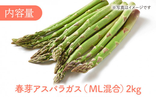 【2025年2月中旬より順次発送】朝どれ春芽アスパラガス 2kg（ML混合）あすぱら アスパラ あすぱらがす 春 アスパラガス 春あすぱら 春アスパラ 東彼杵町/前平農園 [BCG012]