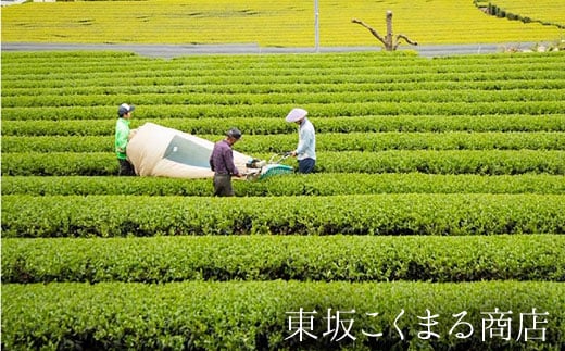 そのぎ茶《茶縁》「つゆひかり」100g×2袋入り 茶 ちゃ お茶 おちゃ 緑茶 りょくちゃ 日本茶 茶葉 東彼杵町/東坂こくまる商店 [BCL002] 