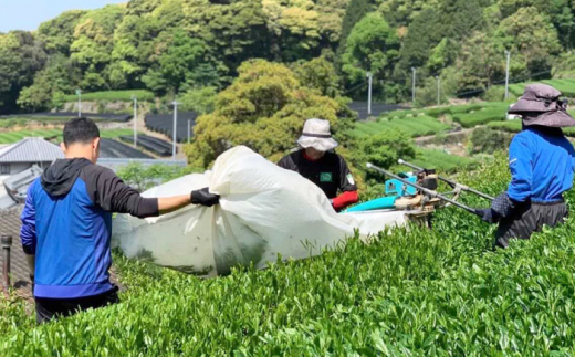 【急須いらずでお手軽に】そのぎ茶 《Leaf Tea Cup》 8個セット (蓋付き) 茶 お茶 緑茶 日本茶 茶葉 東彼杵町/中里茶農園 [BCH002]