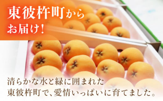 【2025年3月中旬より順次発送】東彼杵町産 長崎 ハウス びわ 500g 化粧箱入  [BDC001]