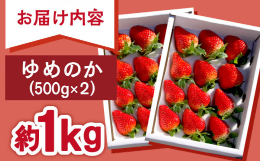 【2025年1月下旬より順次発送】朝摘み鮮度バツグン ゆめのか いちご 約１kgお届け♪ いちご イチゴ 苺 いちご 先行予約 長崎 東彼杵町/ファーミライズ株式会社 [BBL002]