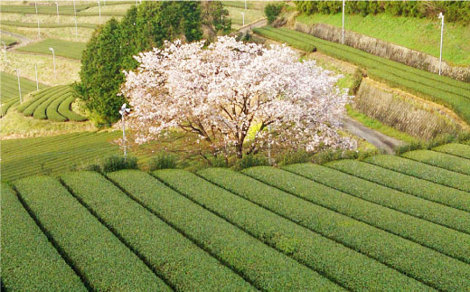 そのぎ茶 贅沢飲み比べセット (萌90g/啓90g/ティーバッグ3g×12個) 茶 ちゃ お茶 おちゃ 緑茶 りょくちゃ 日本茶 茶葉 東彼杵町/中里茶農園 [BCH001] 